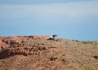 Steppebuizerd (Steppe buzzard)(buteo buteo vulpinus) - Bayanzag 19-08-2016 (3)